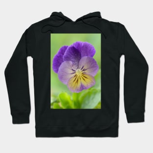 Pansy Viola  Photo with artistic filter applied Hoodie